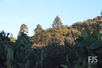 Romería de La Breña 2019 (Foto Francisco Javier Santana)